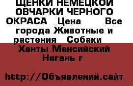 ЩЕНКИ НЕМЕЦКОЙ ОВЧАРКИ ЧЕРНОГО ОКРАСА › Цена ­ 1 - Все города Животные и растения » Собаки   . Ханты-Мансийский,Нягань г.